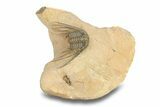Kettneraspis Trilobite With Long Occipital - Lghaft, Morocco #282809-2